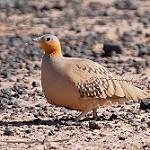 Сенегальский рябок / Pterocles senegallus