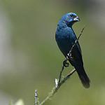 Гиацинтовая гуирака / Cyanoloxia glaucocaerulea