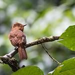 Rufous Mourner / Rhytipterna holerythra