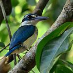 Islet Kingfisher / Todiramphus colonus