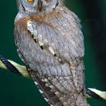 Сокотранская сплюшка / Otus socotranus