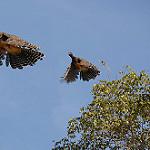 Chestnut-bellied Guan / Penelope ochrogaster