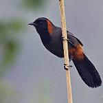 Rufous-necked Laughingthrush / Pterorhinus ruficollis