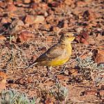 Gibberbird / Ashbyia lovensis