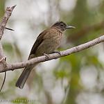Mindoro Bulbul / Hypsipetes mindorensis