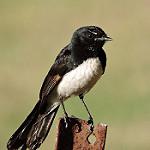 Willie Wagtail / Rhipidura leucophrys