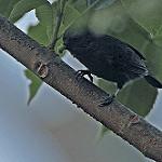 Тёмная синица / Melaniparus funereus