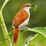 Red-and-white Spinetail / Certhiaxis mustelinus
