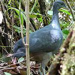Black Tinamou / Tinamus osgoodi