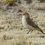 Dark-winged Miner / Geositta saxicolina