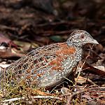 Painted Buttonquail / Turnix varius