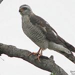 Краснобокий перепелятник / Accipiter ovampensis