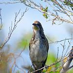 Tawny-crowned Honeyeater / Gliciphila melanops