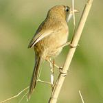 Камышовая дроздовка / Argya altirostris