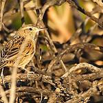 Austral Canastero / Asthenes anthoides