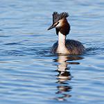Большая поганка (чомга) / Podiceps cristatus