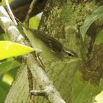 Phylloscopus floresianus
