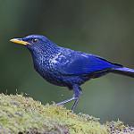 Blue Whistling Thrush / Myophonus caeruleus