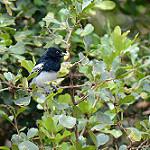 Белобрюхая синица / Melaniparus albiventris