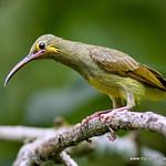 Yellow-eared Spiderhunter / Arachnothera chrysogenys