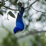Голубая ванга / Cyanolanius madagascarinus