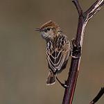 Карликовая цистикола / Cisticola ayresii