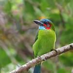 Black-eared Barbet / Psilopogon duvaucelii