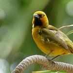 Очковый ткач / Ploceus ocularis