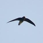 White-rumped Spinetail / Zoonavena sylvatica