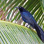 Большехвостый гракл / Quiscalus mexicanus