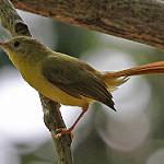 Оливковая рыжехвостка / Erythrocercus livingstonei