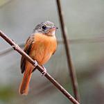 Титиари / Terenotriccus erythrurus