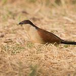 Сенегальский кукаль / Centropus senegalensis