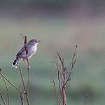 Темнохвостая цистикола / Cisticola dambo
