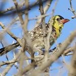 Жемчужная чубатка / Trachyphonus margaritatus