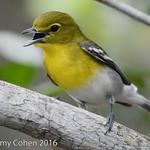 Желтогорлый виреон / Vireo flavifrons