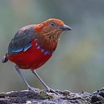 Красноголовая питта / Erythropitta arquata