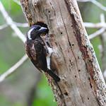 Белоухая либия / Stactolaema leucotis
