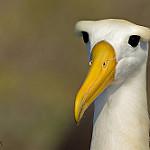 Waved Albatross / Phoebastria irrorata