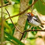Chestnut-capped Thrush / Geokichla interpres