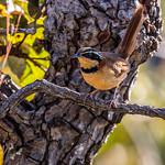 Кустарниковые топаколо / Melanopareiidae фото