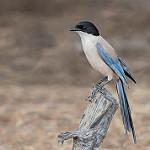 Иберийская сорока / Cyanopica cooki