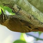 Желтобровый сростнопал / Syndactyla rufosuperciliata