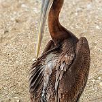 Перуанский пеликан / Pelecanus thagus