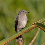 Водяная мухоловка / Muscicapa cassini