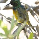 Loveridge's Sunbird / Cinnyris loveridgei