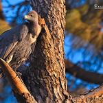 Red-headed Vulture / Sarcogyps calvus