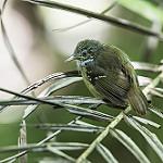 Checker-throated Stipplethroat / Epinecrophylla fulviventris