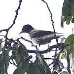 Silver Oriole / Oriolus mellianus