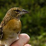Каштановый ткач / Ploceus rubiginosus